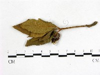 登錄號:F0020723藏品圖，第3張