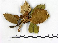 登錄號:F0020724藏品圖，第1張
