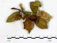 登錄號:F0020724藏品圖，第3張