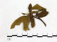 登錄號:F0020725藏品圖，第1張