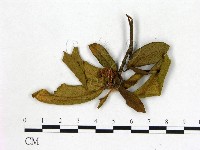 登錄號:F0020725藏品圖，第3張
