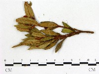 登錄號:F0020726藏品圖，第3張