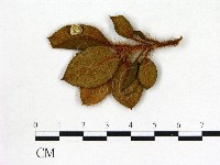 登錄號:F0020727藏品圖，第1張