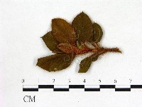 登錄號:F0020727藏品圖，第3張