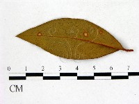 登錄號:F0020728藏品圖，第1張