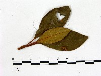登錄號:F0020729藏品圖，第1張