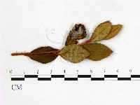 登錄號:F0020734藏品圖，第3張