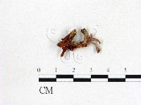 登錄號:F0020735藏品圖，第1張