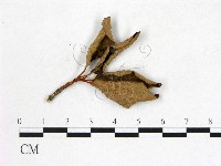 登錄號:F0020736藏品圖，第3張