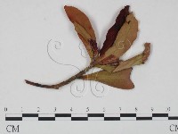 登錄號:F0020737藏品圖，第1張