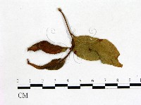 登錄號:F0020738藏品圖，第1張