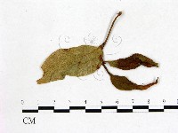 登錄號:F0020738藏品圖，第3張
