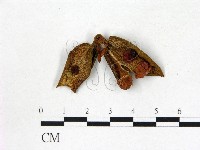 登錄號:F0020739藏品圖，第1張