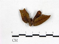 登錄號:F0020739藏品圖，第3張