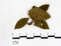 登錄號:F0020741藏品圖，第1張