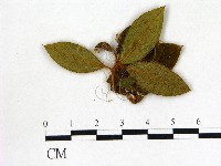 登錄號:F0020741藏品圖，第3張