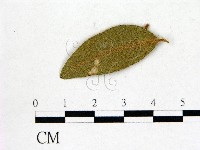 登錄號:F0020742藏品圖，第3張
