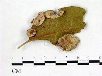 登錄號:F0020743藏品圖，第1張