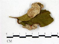 登錄號:F0020743藏品圖，第3張