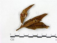 館號:F0020744藏品圖，第3張