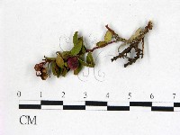登錄號:F0020745藏品圖，第3張