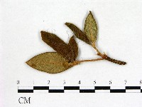 登錄號:F0020746藏品圖，第1張