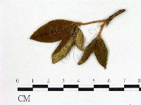 登錄號:F0020746藏品圖，第3張