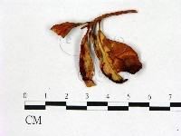 登錄號:F0020747藏品圖，第1張