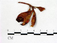 登錄號:F0020747藏品圖，第3張
