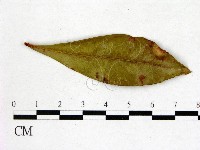 登錄號:F0020748藏品圖，第1張