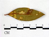 登錄號:F0020749藏品圖，第3張