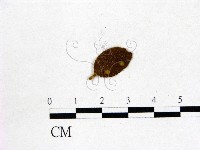 登錄號:F0020750藏品圖，第1張