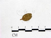 登錄號:F0020750藏品圖，第3張