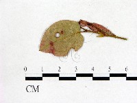 登錄號:F0020751藏品圖，第1張