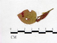 登錄號:F0020751藏品圖，第3張