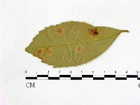 登錄號:F0020752藏品圖，第1張
