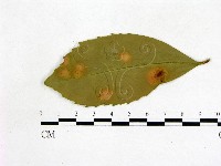 登錄號:F0020752藏品圖，第3張