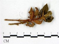登錄號:F0020754藏品圖，第1張