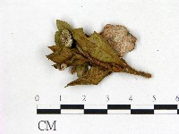 登錄號:F0020755藏品圖，第3張