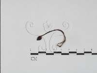 登錄號:F0020756藏品圖，第1張