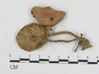 登錄號:F0020757藏品圖，第1張