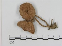 登錄號:F0020757藏品圖，第3張