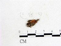 登錄號:F0020759藏品圖，第1張