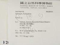 炭角菌屬藏品圖，第2張