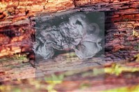 炭角菌屬藏品圖，第4張