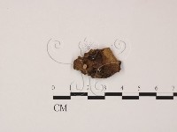 登錄號:F0020761藏品圖，第1張