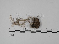 登錄號:F0020764藏品圖，第1張