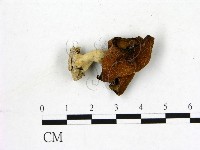 登錄號:F0020767藏品圖，第1張