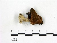 登錄號:F0020767藏品圖，第3張