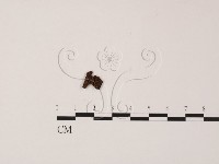 登錄號:F0020772藏品圖，第1張